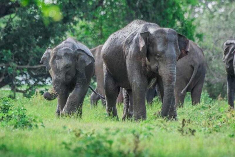 Hurlu eco park safari with jeep & Entrance ticket - FAQ