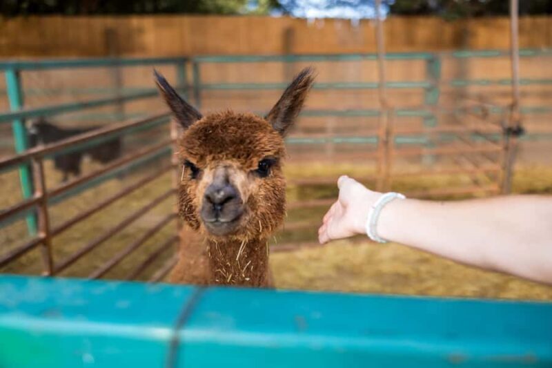 Hurricane, Utah: Guided Farm Tour with Animal Feeding - A Closer Look at the Farm Tour Experience
