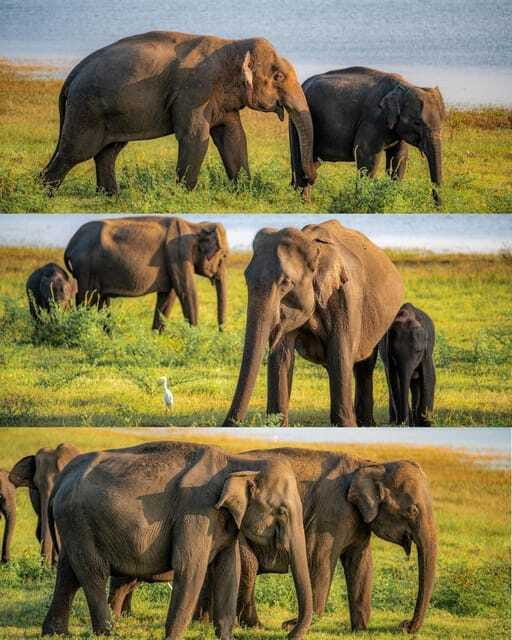 Hurulu Eco Park Habarana Wild Elephant Safari - FAQ