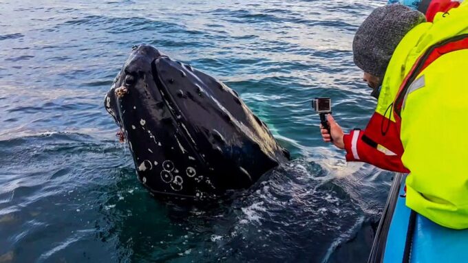 Húsavík: Big Whale Safari & Puffin Island Tour - Tips for an Enjoyable Experience