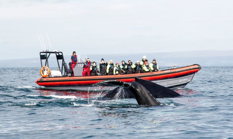 Húsavík: Big Whales and Puffin Island Speedboat Tour - Itinerary Breakdown