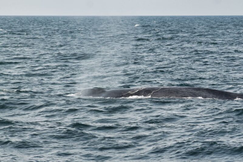 Húsavík: Family-Run and Guided Whale Watching Tour - Customer Reviews and Ratings