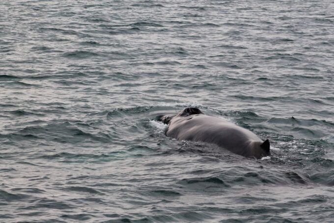Húsavík: Family-Run and Guided Whale Watching Tour - Booking Process and Options