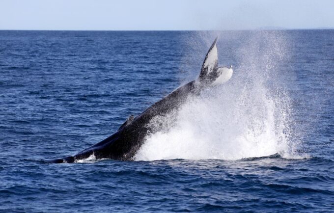 Húsavík: Family-Run and Guided Whale Watching Tour - What to Expect on the Tour