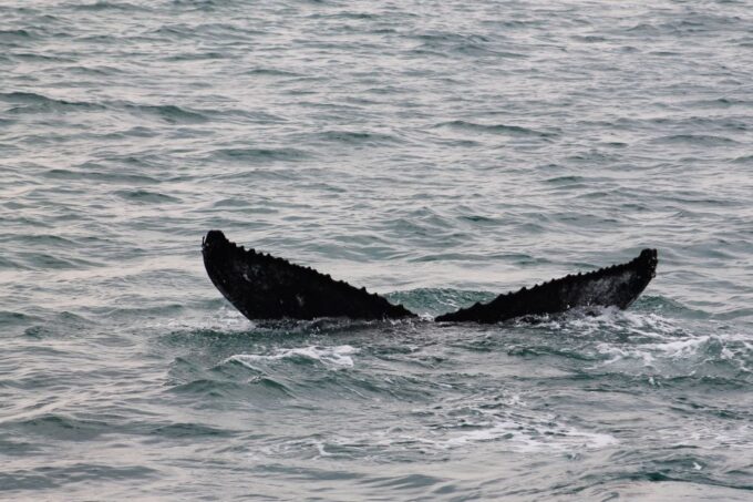 Húsavík: Family-Run and Guided Whale Watching Tour - Tips for a Great Experience