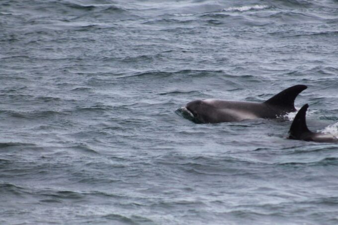 Húsavík: Family-Run and Guided Whale Watching Tour - Frequently Asked Questions