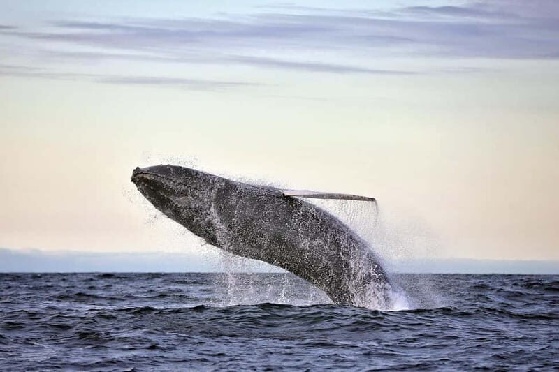 Húsavík: Original Big Whale Safari & Puffins by Speedboat - The Experience in Detail