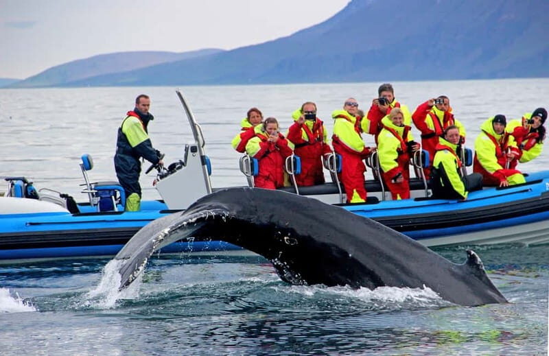 Húsavík: Original Big Whale Safari & Puffins by Speedboat - Who Will Love This Tour?
