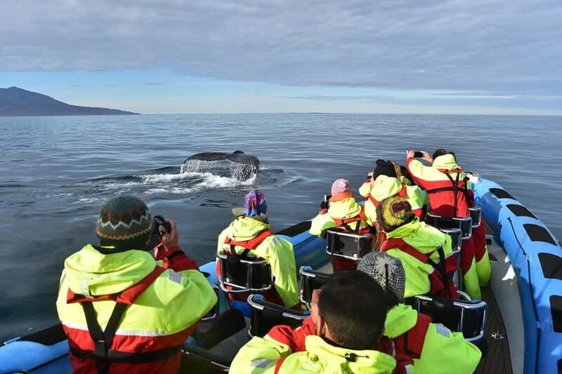 Húsavík: Original Big Whale Safari & Puffins by Speedboat - The Sum Up
