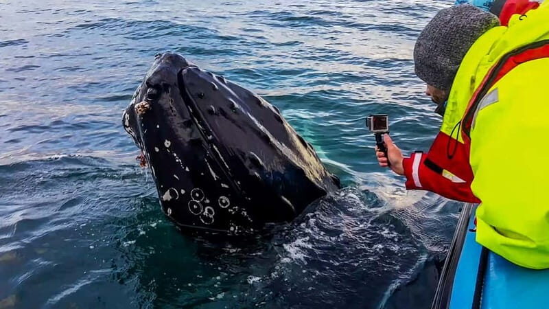Húsavík: Original Big Whale Safari & Puffins by Speedboat - FAQ