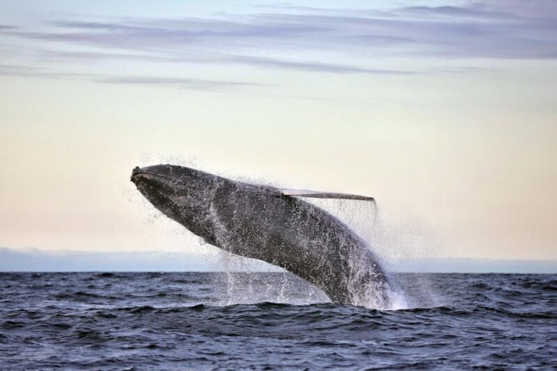 Húsavík: Original Big Whale Safari & Puffins by Speedboat - Frequently Asked Questions
