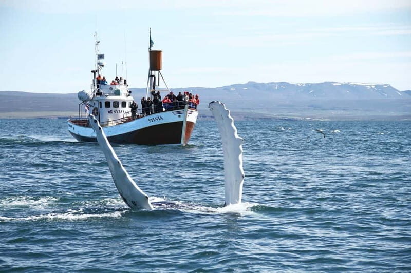 Húsavík: Traditional Whale Watching by Local Family Company - What Makes This Tour Worthwhile?