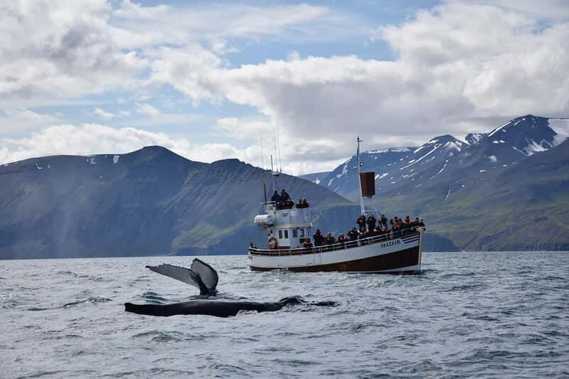 Húsavík: Traditional Whale Watching by Local Family Company - Practical Considerations