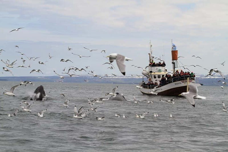 Húsavík: Traditional Whale Watching by Local Family Company - Authentic Experiences and Authenticity