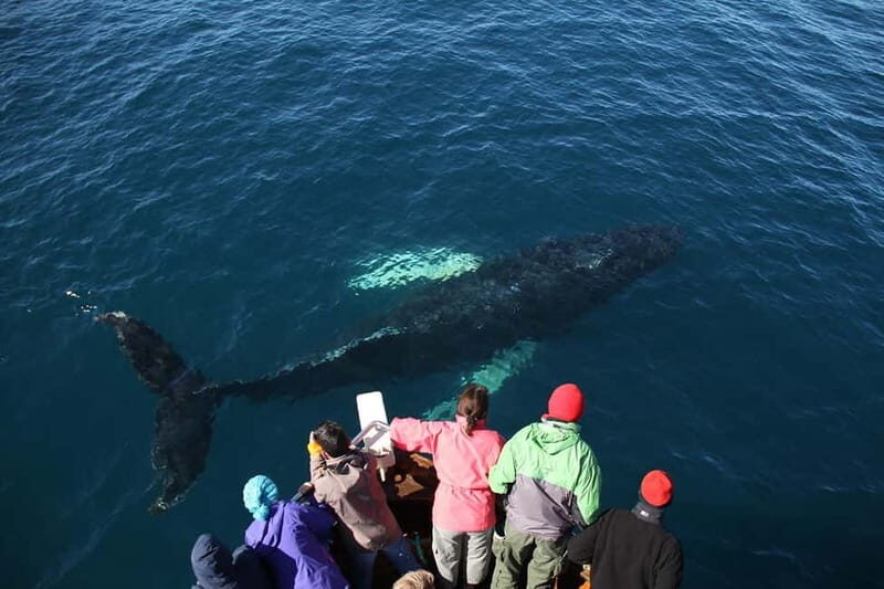 Húsavík: Traditional Whale Watching by Local Family Company - The Sum Up