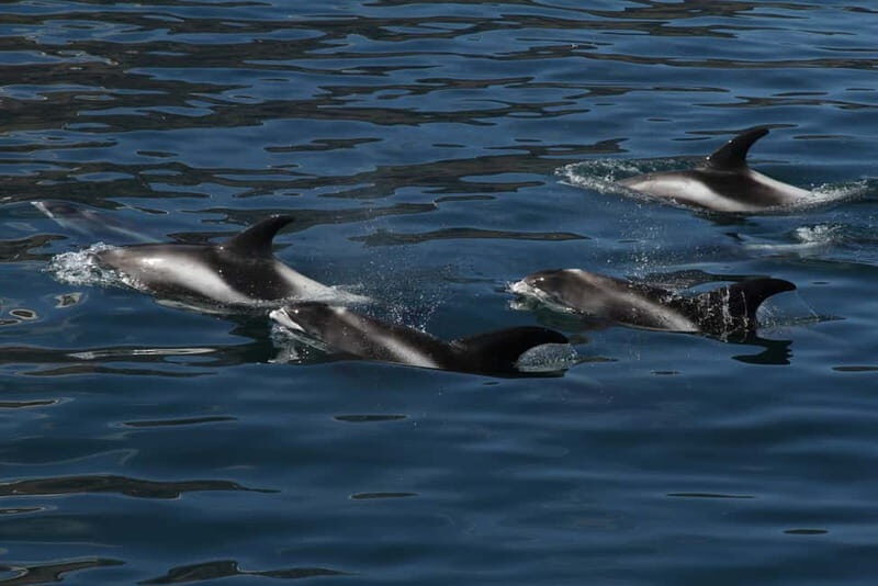 Húsavík: Traditional Whale Watching by Local Family Company - FAQ