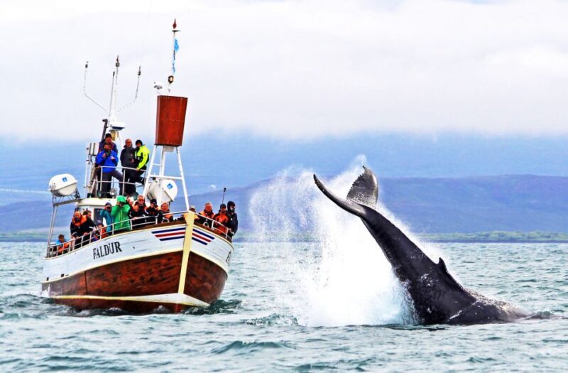 Húsavík: Traditional Whale Watching by Local Family Company - Introduction