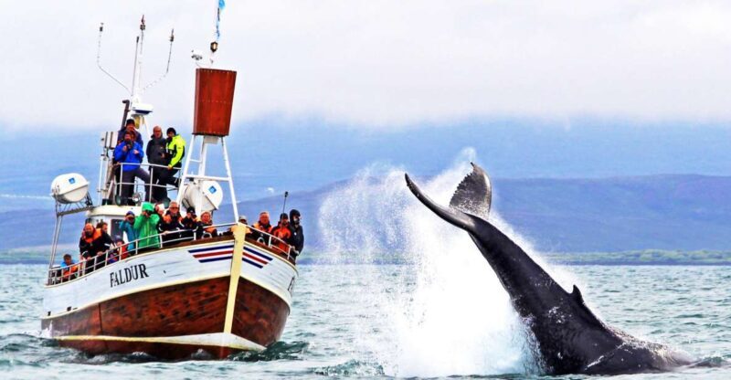Húsavík: Traditional Whale Watching by Local Family Company - Key Points