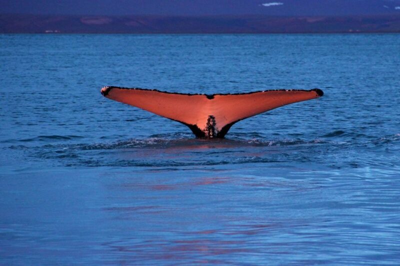Húsavík: Traditional Whale Watching by Local Family Company - The Itinerary in Detail