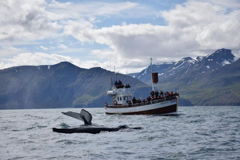 Húsavík: Traditional Whale Watching by Local Family Company - Value and Price Analysis
