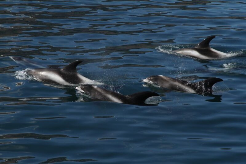Húsavík: Traditional Whale Watching by Local Family Company - Authenticity and Local Flair