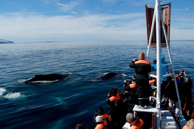 Húsavík: Traditional Whale Watching by Local Family Company - Practical Tips for the Trip