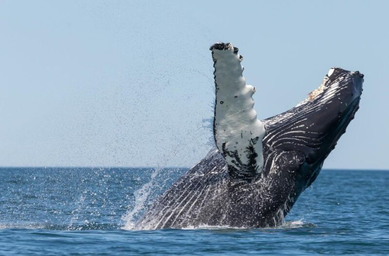 Húsavík: Traditional Whale Watching by Local Family Company - The Sum Up