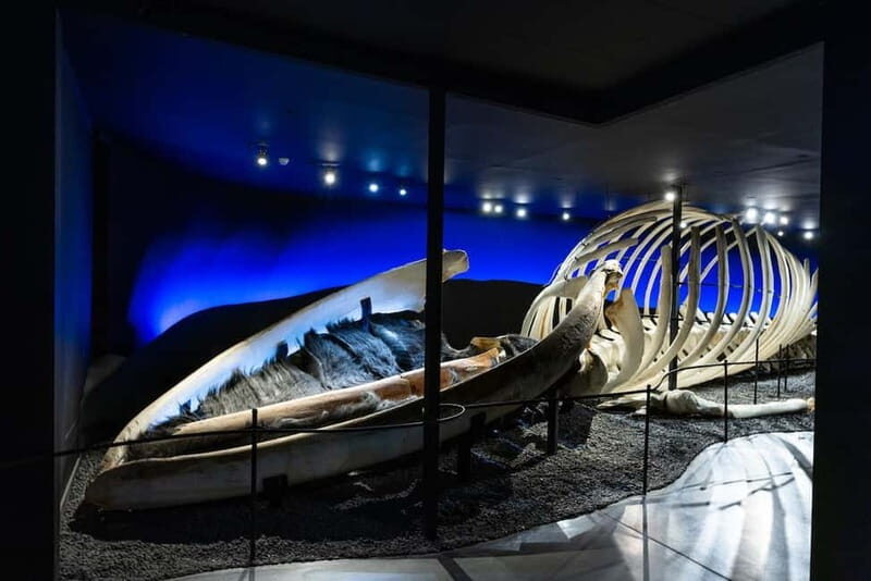 Húsavík: Whale Museum Entry Ticket - Key Points