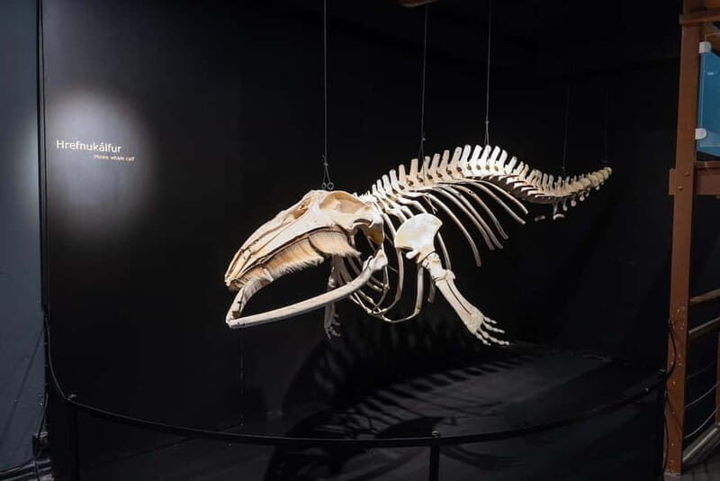 Húsavík: Whale Museum Entry Ticket - Value and Comparisons