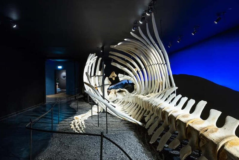 Húsavík: Whale Museum Entry Ticket - Who Will Love This Museum?