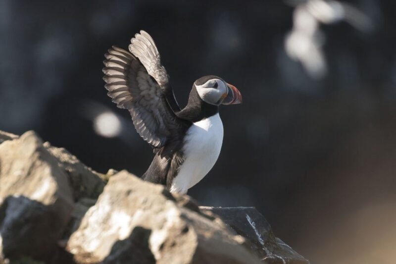 Húsavík: Whale-Watching Cruise and Puffins Guided Tour - An In-Depth Look at the Experience