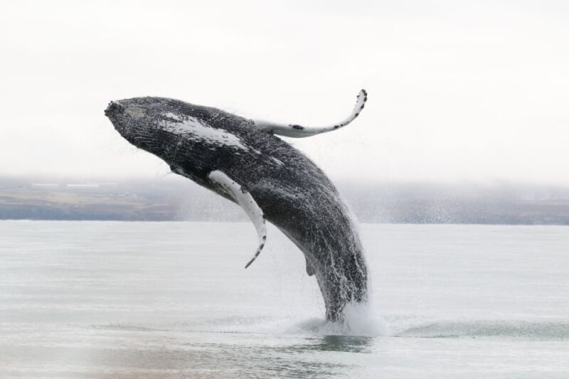 Húsavík: Whale-Watching Cruise and Puffins Guided Tour - Final Thoughts
