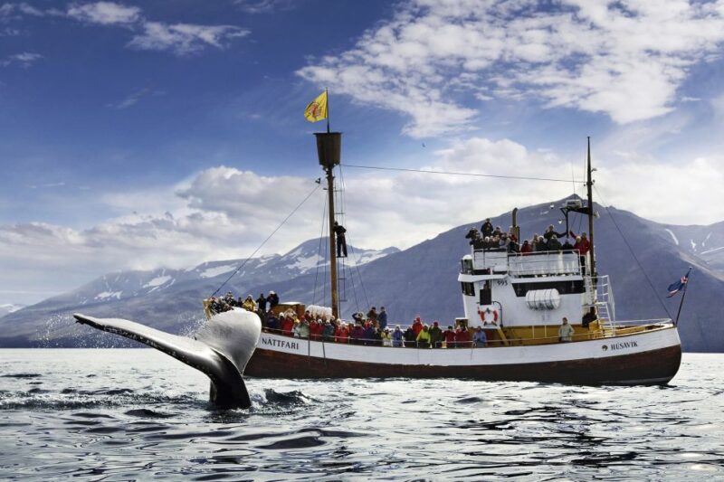 Húsavík: Whale-Watching Cruise and Puffins Guided Tour - Key Points