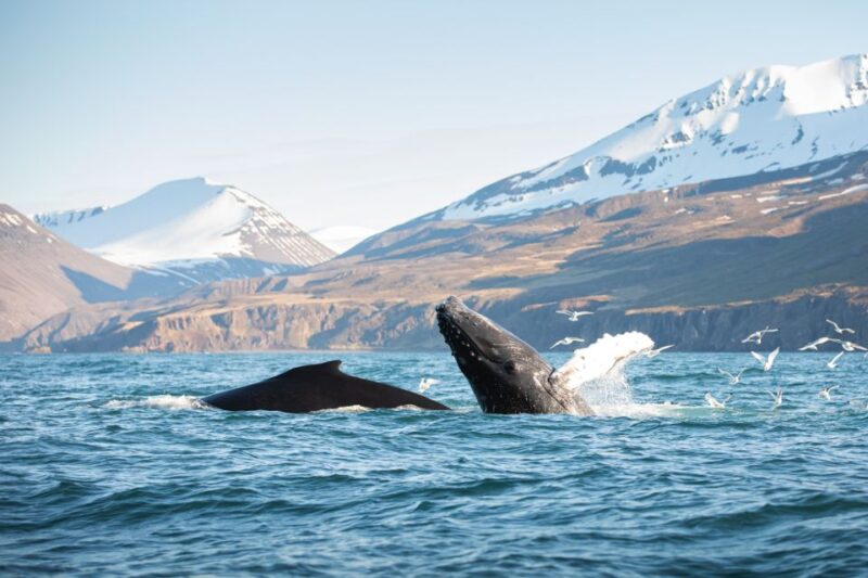 Húsavík: Whale-Watching Cruise and Puffins Guided Tour - Experience Highlights