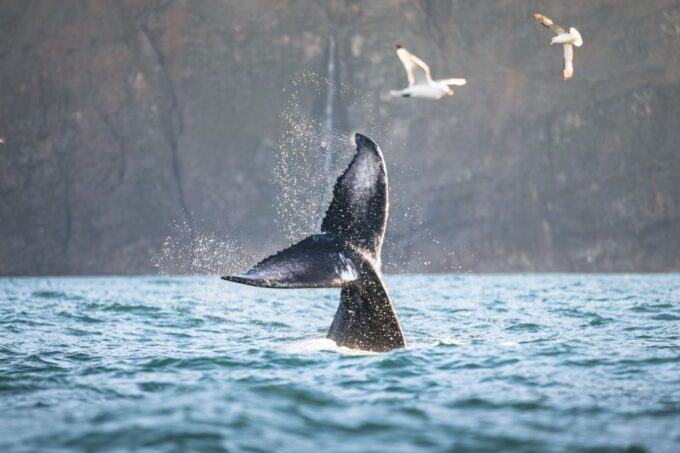 Húsavík: Whale-Watching Cruise and Puffins Guided Tour - Booking and Cancellation