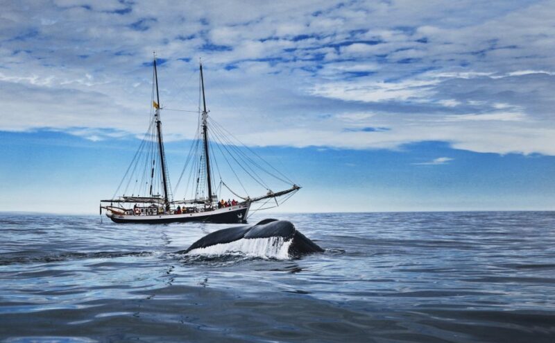 Husavik: Whale Watching on a Carbon Neutral Oak Boat - A Closer Look at the Experience