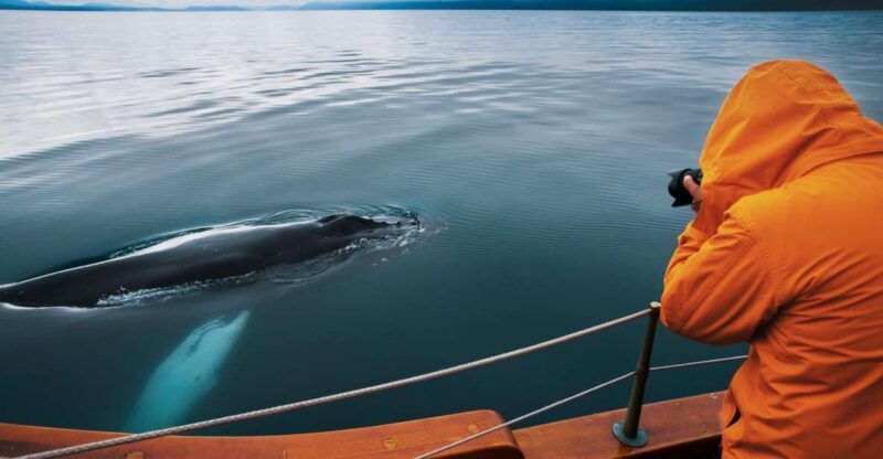 Husavik: Whale Watching on a Carbon Neutral Oak Boat - Is This Tour Worth It?