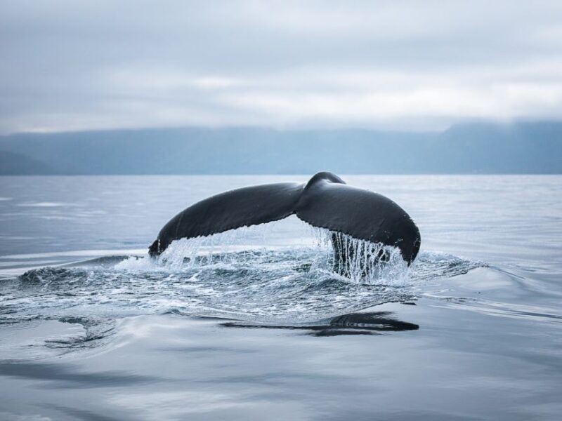 Husavik: Whale Watching on a Carbon Neutral Oak Boat - Who Will Love This Tour?