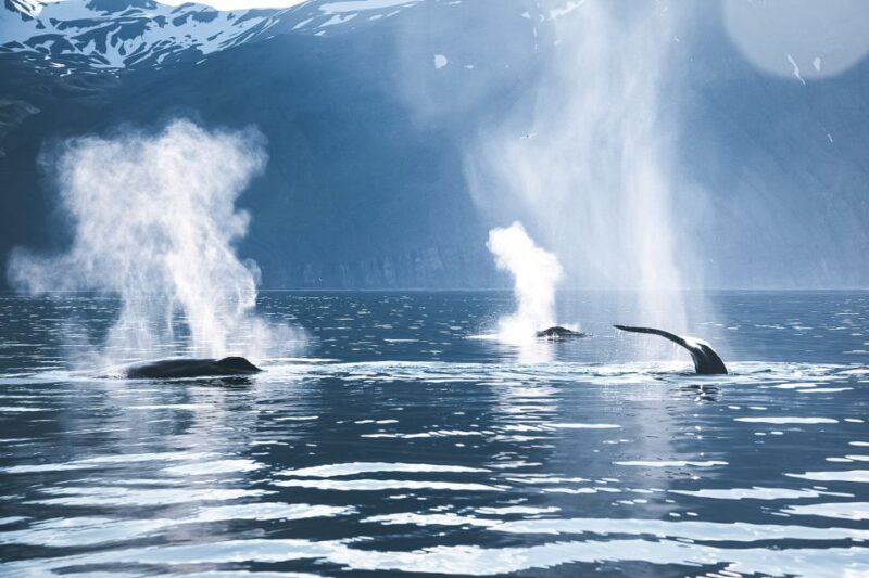 Husavik: Whale Watching on a Carbon Neutral Oak Boat - The Sum Up