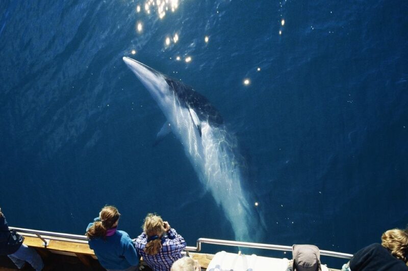 Husavik: Whale Watching on a Carbon Neutral Oak Boat - FAQ
