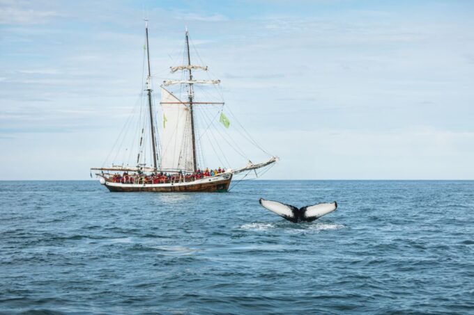 Húsavík: Whale Watching on a Carbon Neutral Oak Boat - Booking Information
