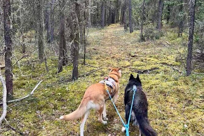 Husky Hike and Forest Adventure - What Is the Husky Hike and Forest Adventure?