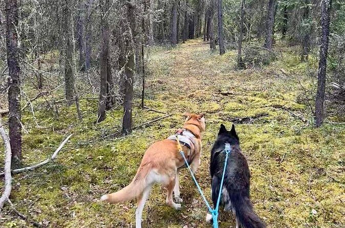 Husky Hike and Forest Adventure - Practical Details and Value