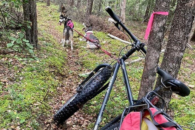 Husky Hike and Forest Adventure - The Experience Itself: What to Expect