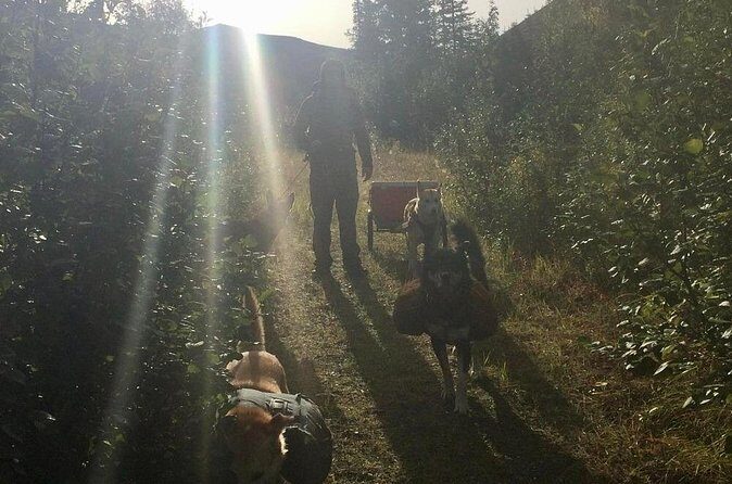 Husky Hike and Forest Adventure - Why We Think It’s Worth It