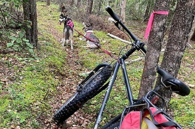 Husky Hike and Forest Adventure - Who Will Love This Tour?