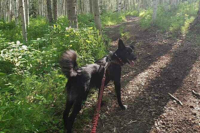 Husky Hike and Forest Adventure - Final Thoughts