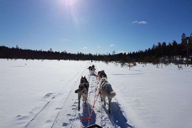 Husky Safari from Levi 2 KM or 5 KM with Husky Sledge Ride - An Honest Look at the Husky Safari Experience