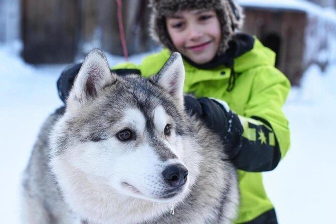 Husky Safari from Levi 2 KM or 5 KM with Husky Sledge Ride - Authenticity and Value