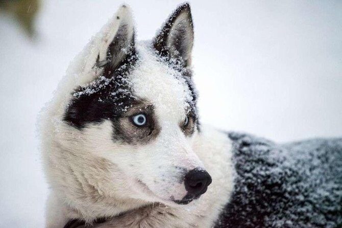 Husky Safari from Levi 2 KM or 5 KM with Husky Sledge Ride - FAQs